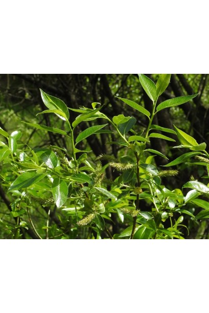 Цвітіння верби п’ятитичинкової жовто-зеленими сережками